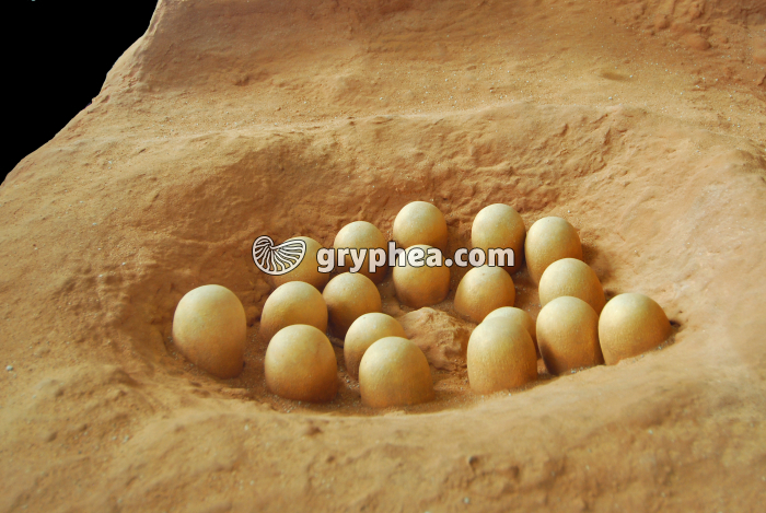 Oeufs de Dinosaure (Protoceratops) - gryphea.com